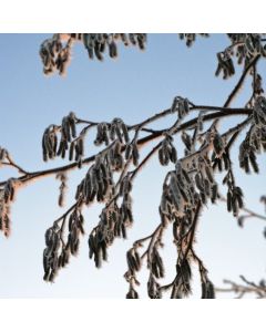 Alnus glutinosa