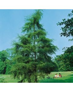 Alnus glutinosa 'Imperialis'