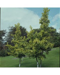 Alnus incana 'Aurea'