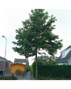 Alnus spaethii