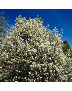 Amelanchier alnifolia