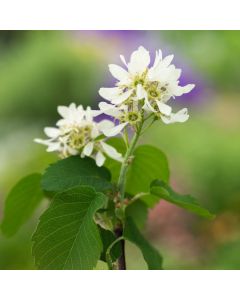 Amelanchier alnifolia 'Northline'