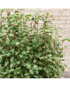 Amelanchier alnifolia 'Obelisk'