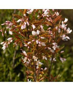 Amelanchier arborea 'Robin Hill'