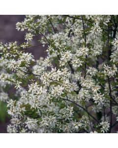 Amelanchier 'Ballerina'