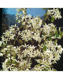 Amelanchier lamarckii