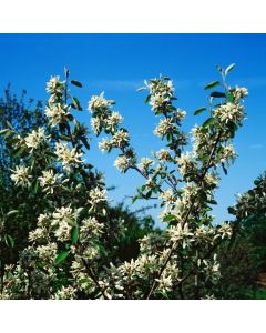 Amelanchier ovalis