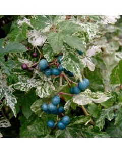 Ampelopsis glandulosa 'Elegans'