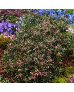 Andromeda polifolia 'Blue Ice'