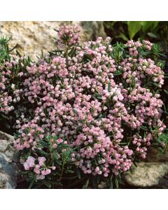 Andromeda polifolia 'Compacta'