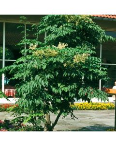 Aralia elata