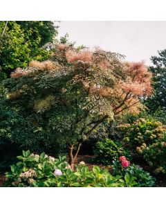 Aralia elata 'Silver Umbrella'