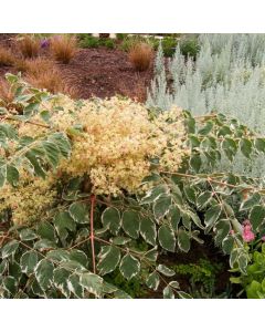 Aralia elata 'Variegata'