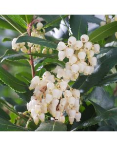 Arbutus unedo