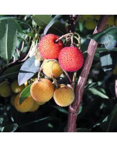 Arbutus unedo 'Compacta'