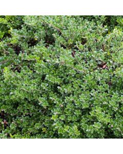 Arctostaphylos uva-ursi