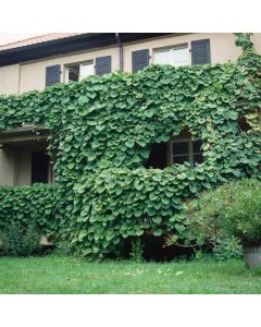 Aristolochia macrophylla