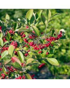 Aronia arbutifolia 'Brilliant'