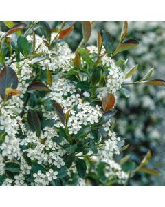 Aronia melanocarpa