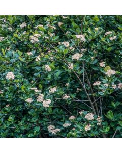 Aronia prunifolia 'Viking'