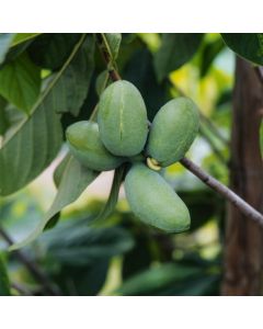 Asimina triloba