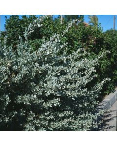 Atriplex halimus