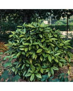 Aucuba japonica