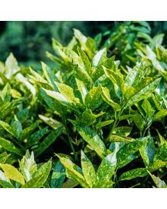 Aucuba japonica 'Crotonifolia'