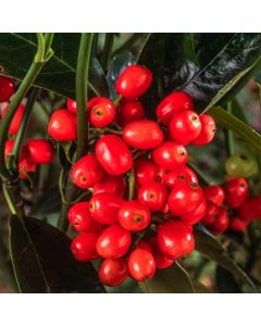 Aucuba japonica 'Rozannie'