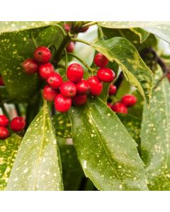 Aucuba japonica 'Variegata'