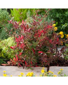 Berberis julianae