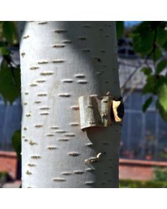 Betula papyrifera