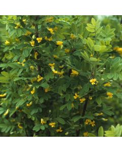 Caragana arborescens