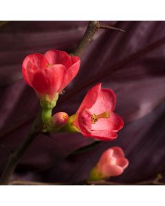 Chaenomeles japonica
