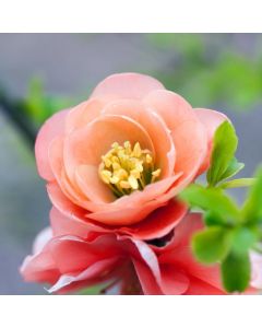 Chaenomeles superba 'Cameo'