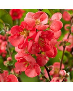 Chaenomeles superba Pink Trail