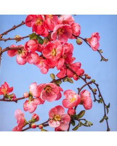 Chaenomeles superba 'Salmon Horizon'