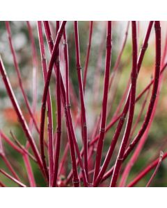 Cornus sanguinea