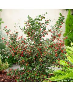 Cotoneaster franchetii