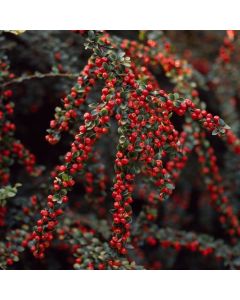 Cotoneaster horizontalis