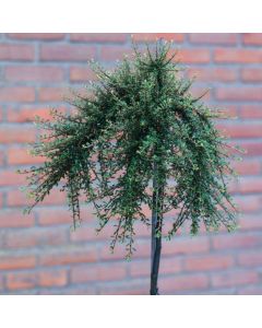 Cotoneaster integrifolius