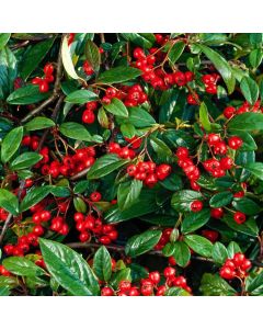 Cotoneaster salicifolius 'Herbstfeuer'