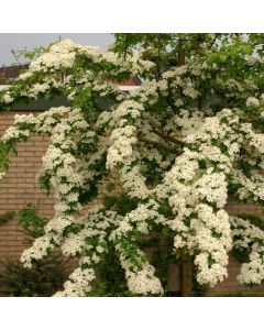 Crataegus laevigata