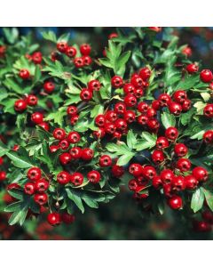 Crataegus monogyna