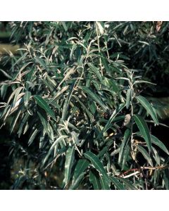 Elaeagnus angustifolia