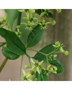 Euonymus europaeus