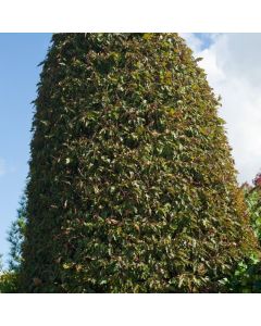 Fagus sylvatica 'Aspleniifolia'