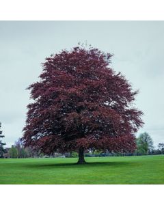 Fagus sylvatica 'Atropunicea'