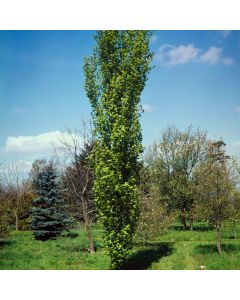 Fagus sylvatica 'Dawyck'