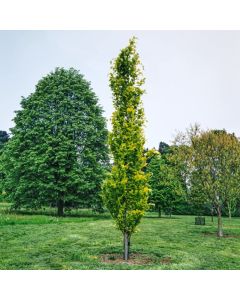 Fagus sylvatica 'Dawyck Gold'